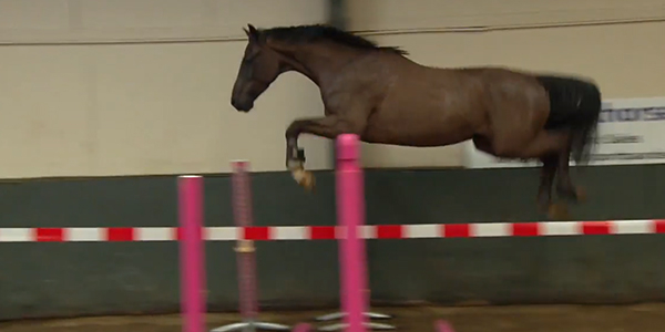 Aflevering 7 - Het beste paard van stal