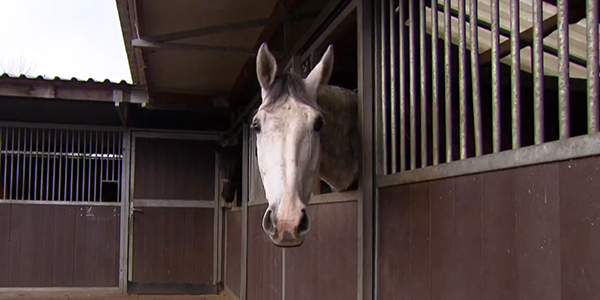 Aflevering 7 - Het beste paard van stal